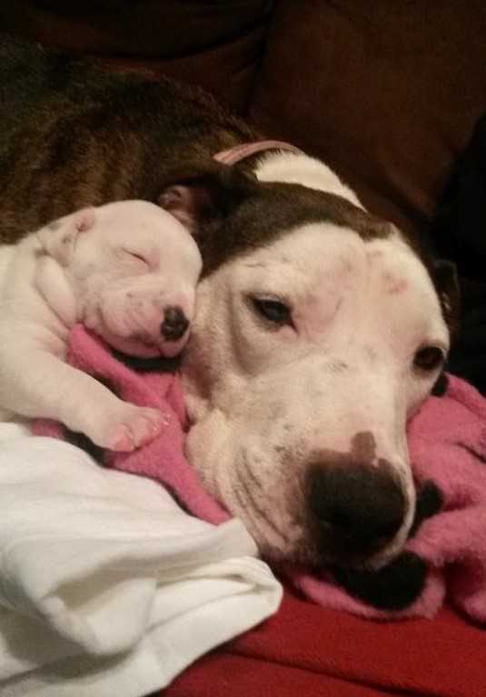 A mozgó autóból kidobott, bántalmazott Pit Bull éppen időben megmentve