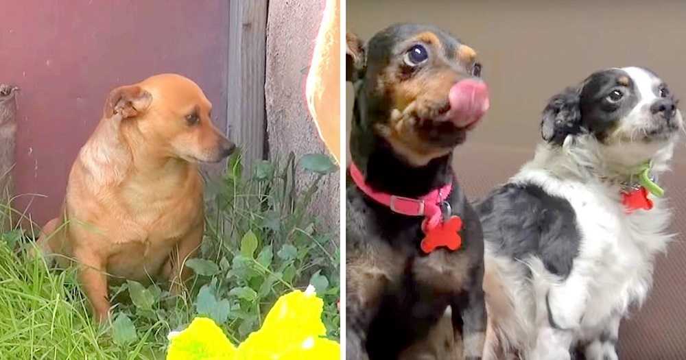 3 kutyának nincs hova mennie, miután a gazdája meghalt, 18 hónapig sírnak a háza előtt