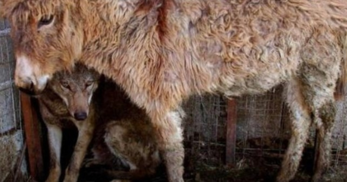 Egy szamarat egy ketrecbe helyeztek az elfogott farkasnak, aki segített neki enni