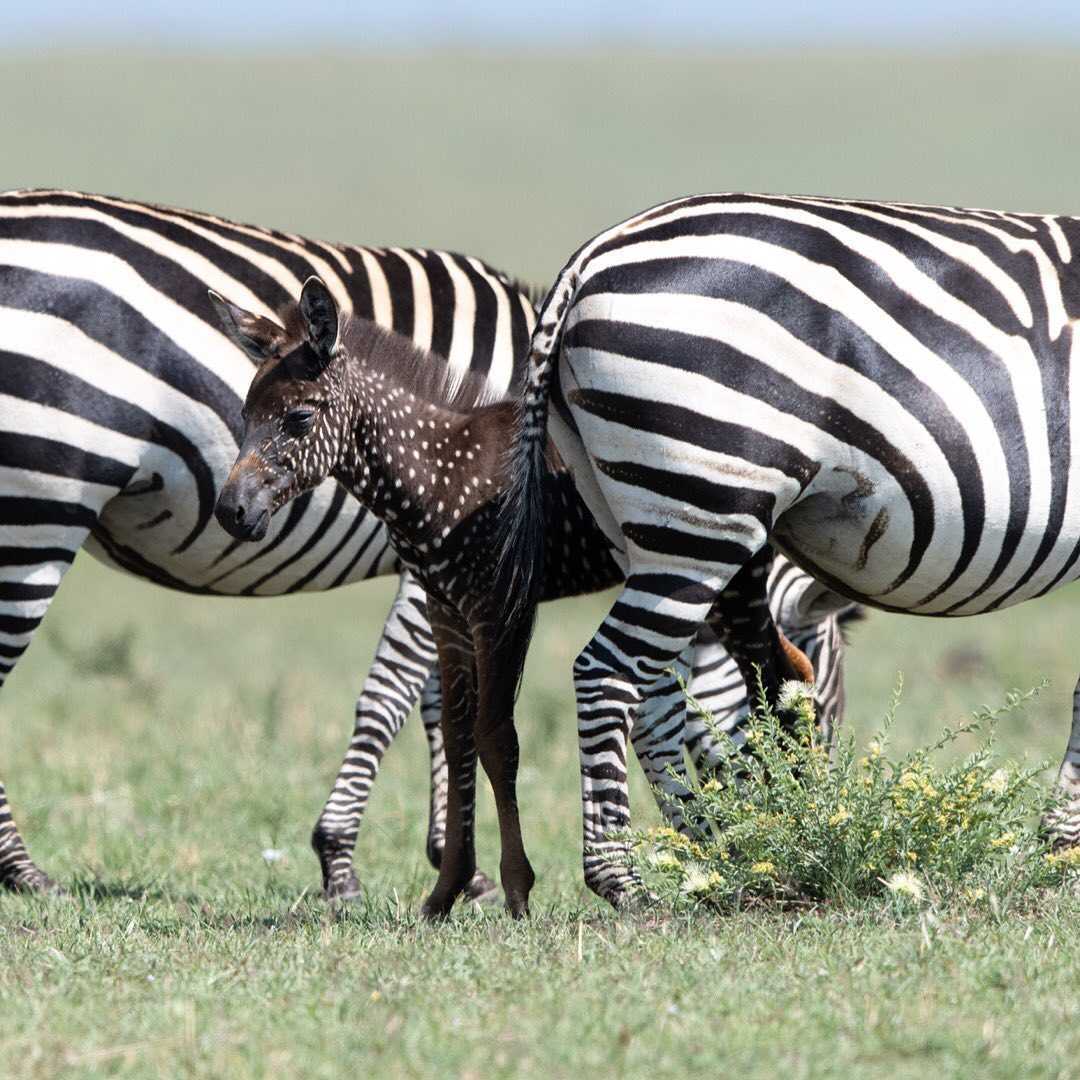 A Baby Zebra csíkok helyett pontokkal születik – először rögzítették (+8 kép)