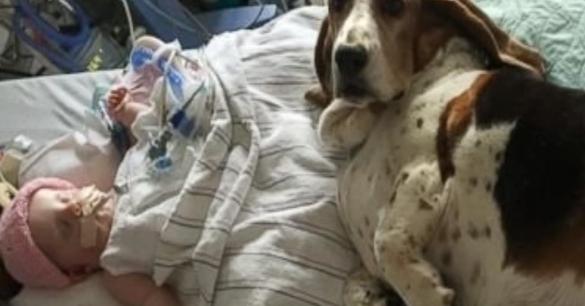 A Basset Hounds Maradjon a haldokló babánál, amíg ki nem veszi az utolsó levegőt