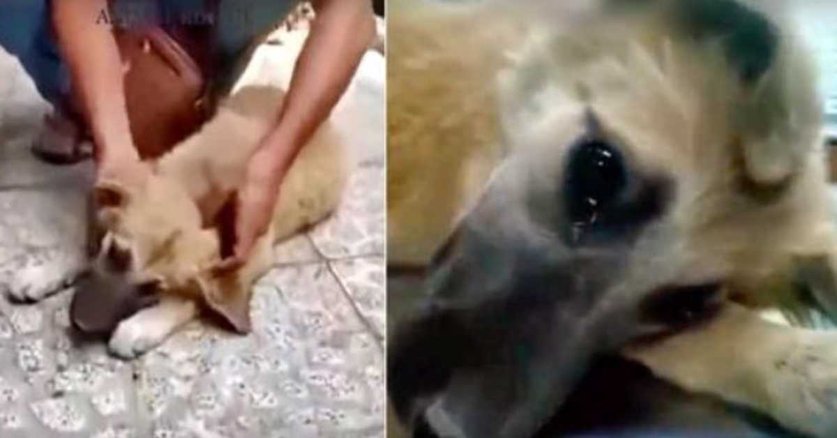 A kábítószer-fogyasztó férfi által megtépázott Street Puppy igazi könnyeket ontott, amikor biztonságban érezte magát