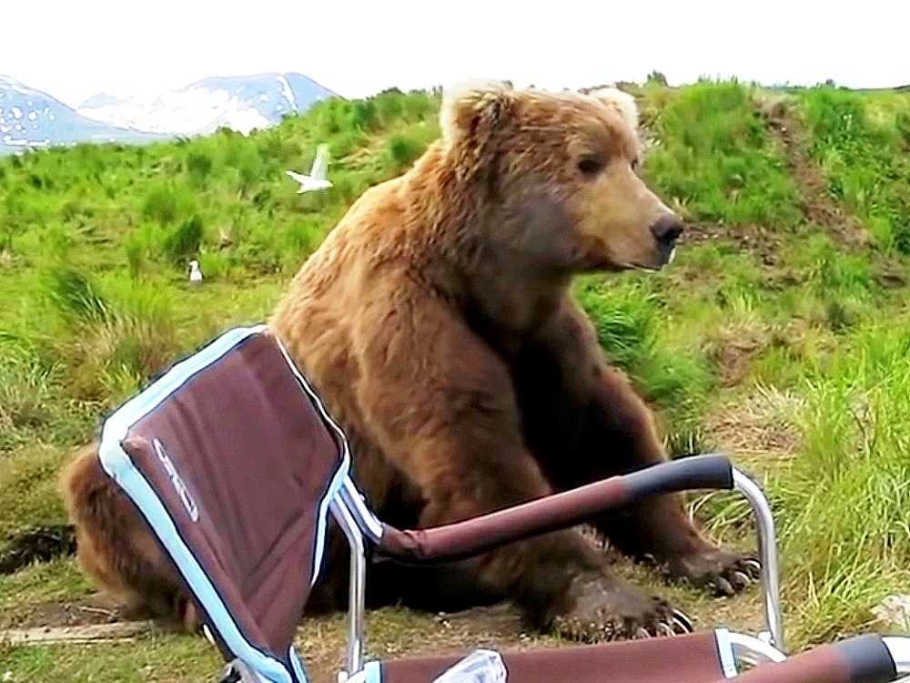 Medve felébred szunyókálásából, és felmegy egy lakókocsihoz, és közvetlenül mellé ül