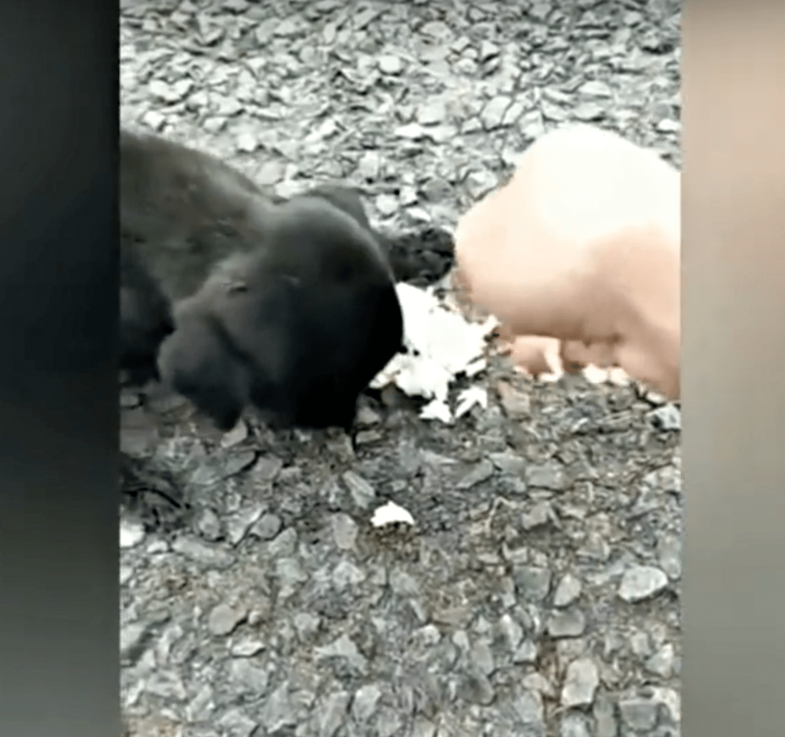 Az éhségtől remegő vak baba oda-vissza kóborolt, és mind elhaladtak mellette