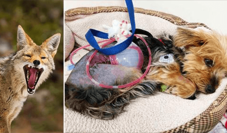 A bátor Yorkie elhárít egy prérifarkast, hogy megvédje 10 éves gazdáját