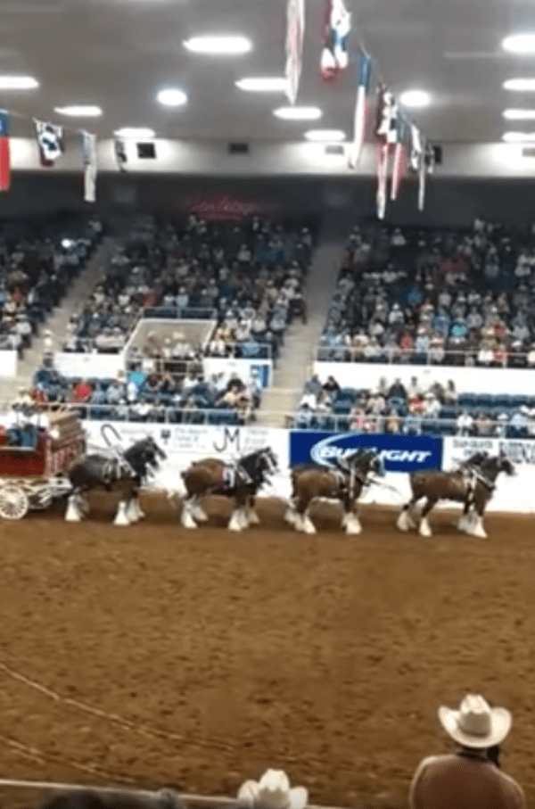 A Clydesdale lovak összeesnek az aréna show alatt, és pompásan felemelkednek bukás után