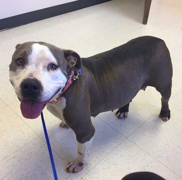 Devastated Pit Bull végre szerelmet talál egy árva kiskutyával, miután elvesztette a sajátját