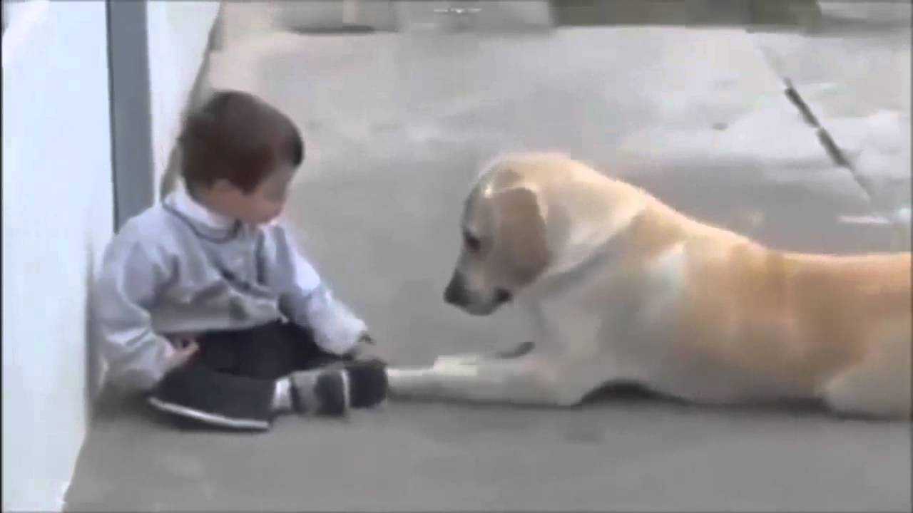 A kutya Down-szindrómás fiúhoz közeledik