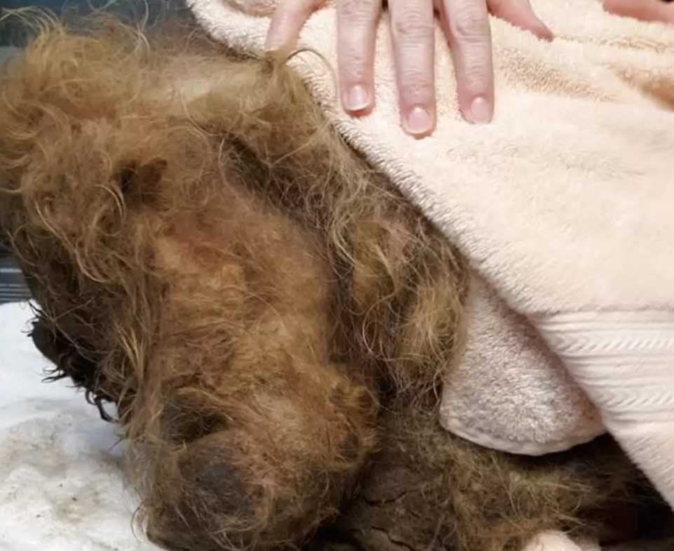 A 15 kiló szőr alá temetett kutya annyira fél