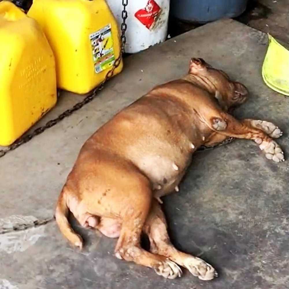 A kutyát 8 évig ugyanarra a helyre láncolták, és látja, hogy egy nő közeledik és felemeli a fejét