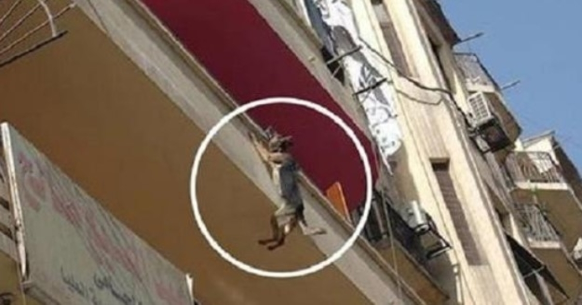 Élelmiszer vagy víz nélkül leláncolt kutya megpróbál leugrani az erkélyről, hogy megpróbálja kiszabadítani magát