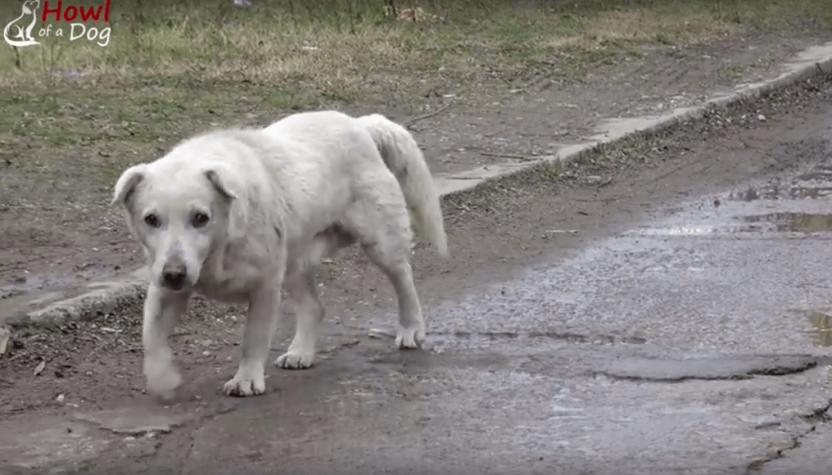 A kutya szíve összetört, miután újra találkozott gazdájával, aki már nem akarta őt