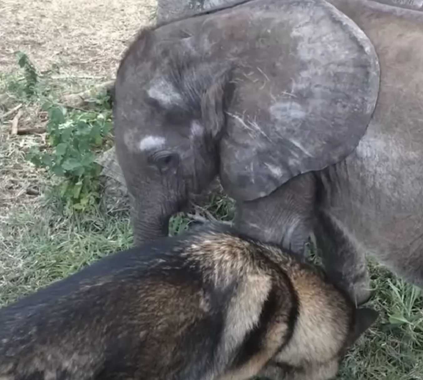 A Forelorn Baby Elephant a betegségért csordából kiválogatott kutyával találkozik, aki mindent megváltoztat