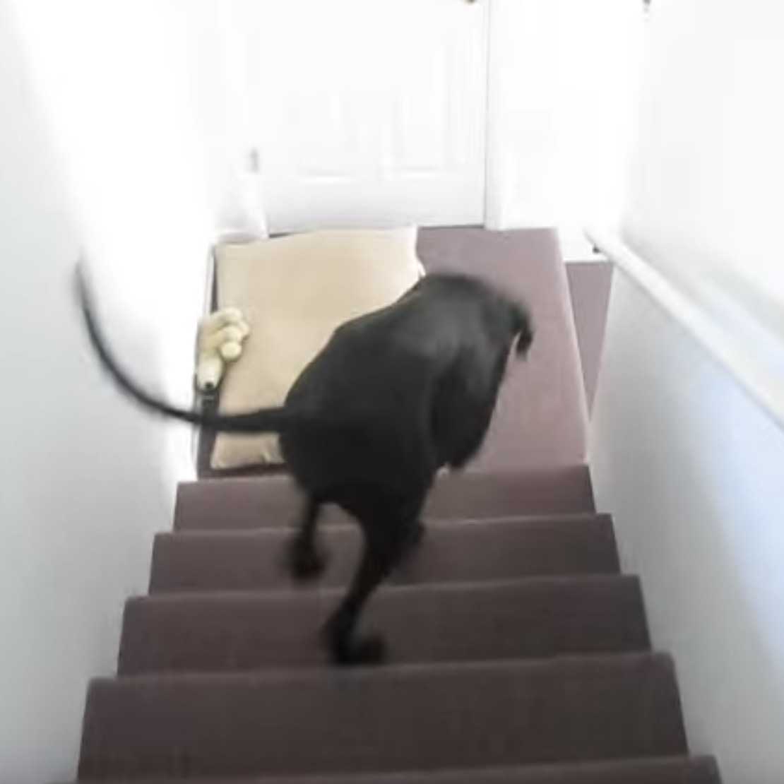 Dán dog megőrül abban a pillanatban, amikor meglátja, hogy katona apja visszatér