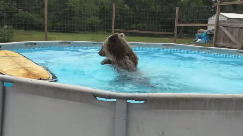 Grizzly Bear Belly egyenesen a medencébe esik, majd megfordul, és hatalmas mosolyt kölcsönöz a kamerának