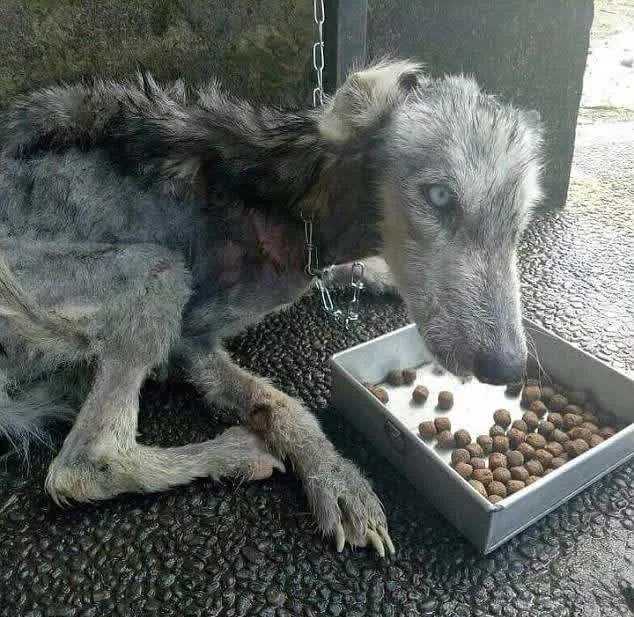 A srác megtalálja a Husky elhagyott bőrét és csontjait, és segít helyreállítani